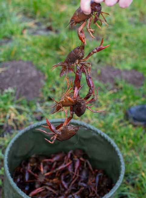 美洲小龙虾荷兰泛滥成灾