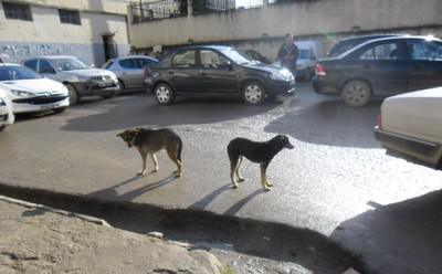 Chiens errants en Kabylie (PHOTO: OX/ Siwel)