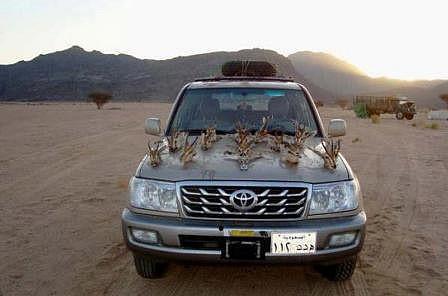 Algérie : les émirs arabes exterminent l'outarde et la gazelle avec la bénédiction des autorités