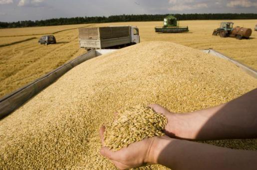 L'Algérie importe en urgence au moins 400.000 tonnes de blé dur