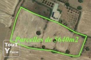 A Tadouart, une parcelle mise en vente dans une annonce de ventes immobilières sur le site agadir-annonce.com. (PH/DR)