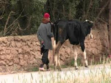 مواجهة كابوس الجفاف شبه منعدمة....ومشاريع المغرب الأخضر يشوبها فساد بإقليم الرحامنة