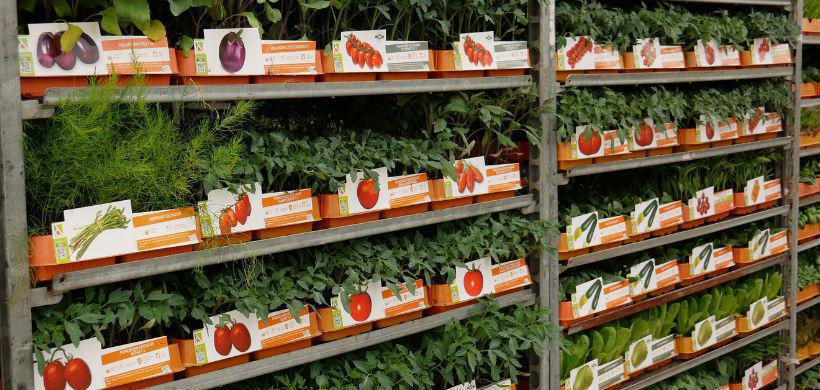 Scegli le Piante Scegli le Piante