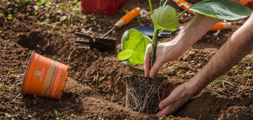 Il Trapianto Il Trapianto