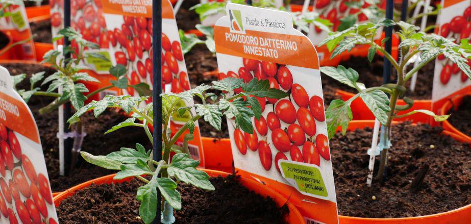 La Pianta Innestata La Pianta Innestata