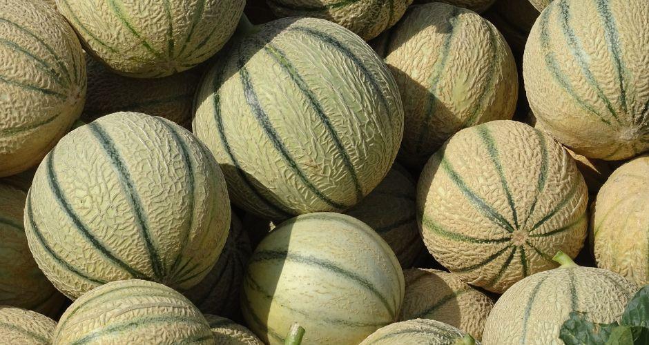 Coltivare Meloni, Cetrioli e Zucche Coltivare Meloni, Cetrioli e Zucche
