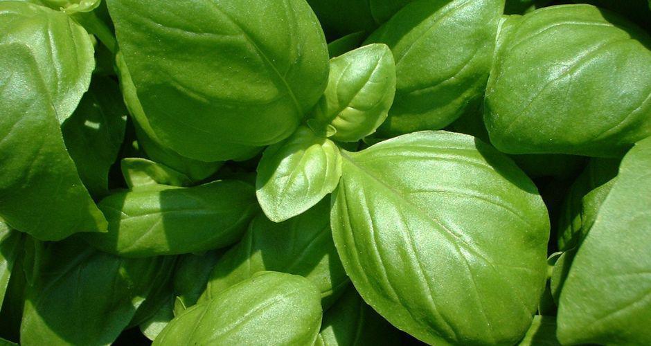 Coltivare Aromatiche Coltivare Aromatiche