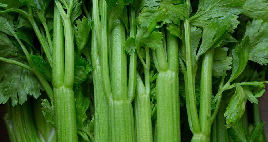Coltivare Sedano Coltivare Sedano