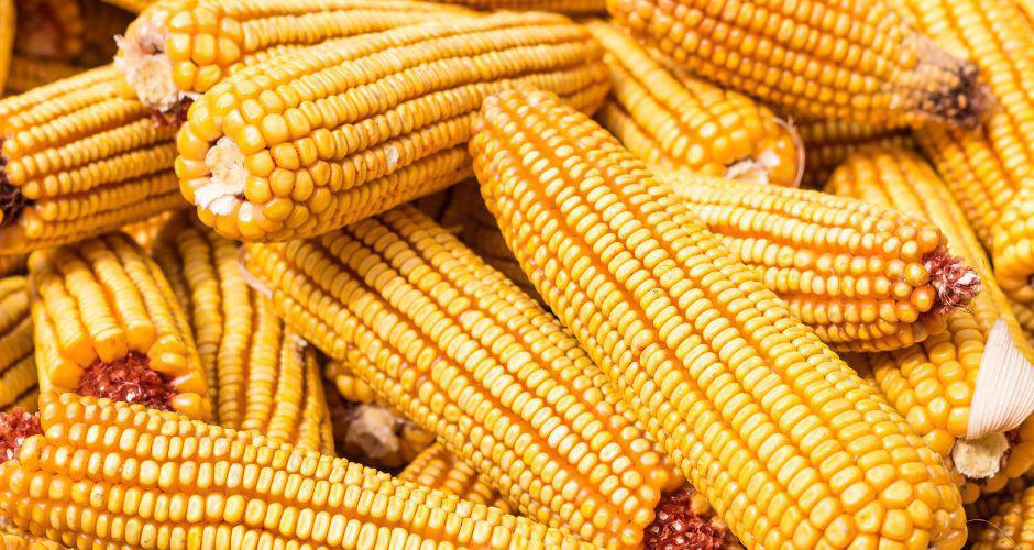 Coltivare Mais Coltivare Mais