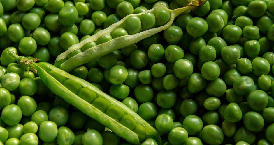 Coltivare Piselli Coltivare Piselli