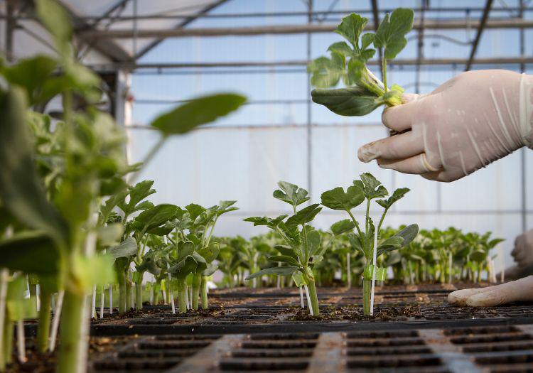 Ecofaber - L'Ortovivaismo di Qualità Ecofaber - L'Ortovivaismo di Qualità