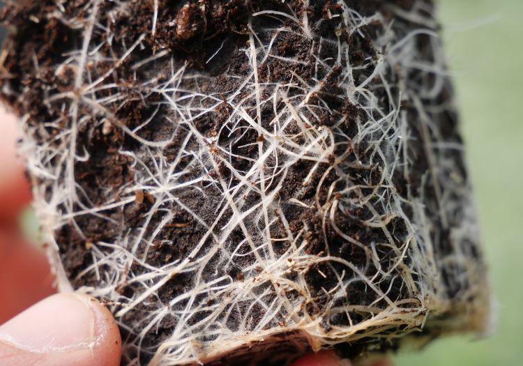 Ecofaber - L'Ortovivaismo di Qualità Ecofaber - L'Ortovivaismo di Qualità