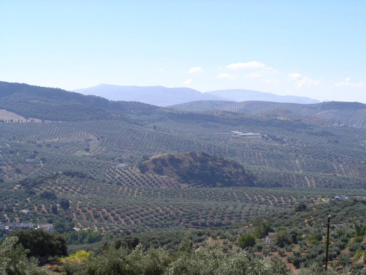 9.Olive Grove and Oil Route