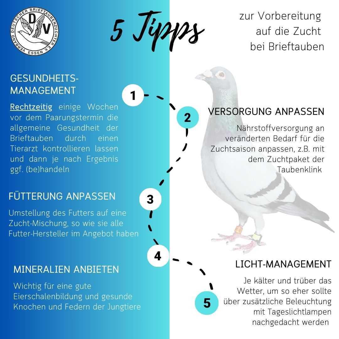 5 Tipps zur Vorbereitung auf die Zucht 