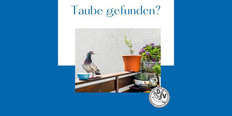 Verflogene Tauben 🕊🕊🕊