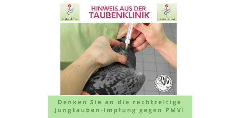 Hinweis aus der Taubenklinik: Jungtaubenimpfung gegen PMV nicht vergessen! 🕊🕊🕊