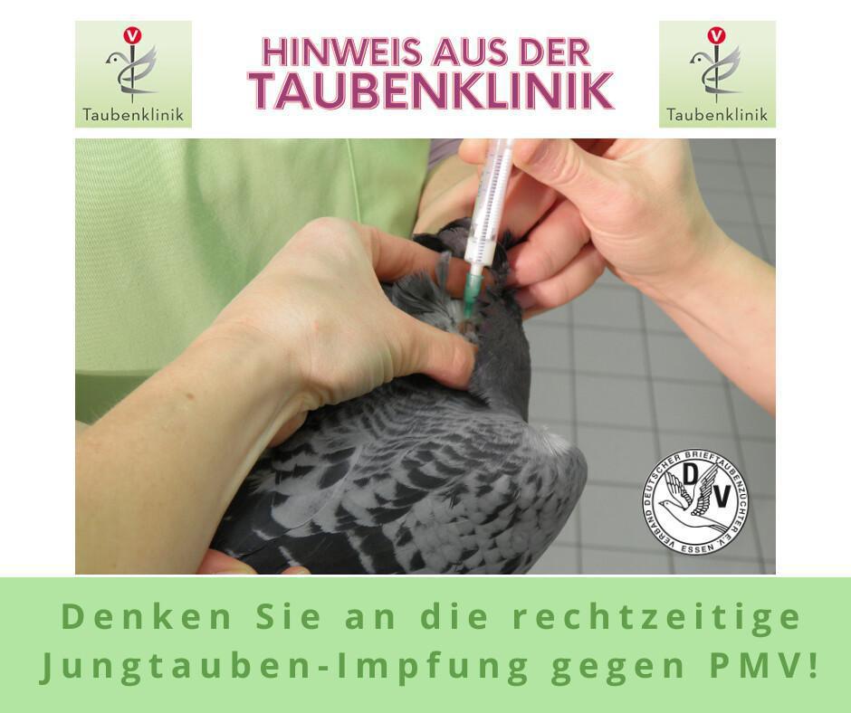 Hinweis aus der Taubenklinik: Jungtaubenimpfung gegen PMV nicht vergessen! 🕊🕊🕊