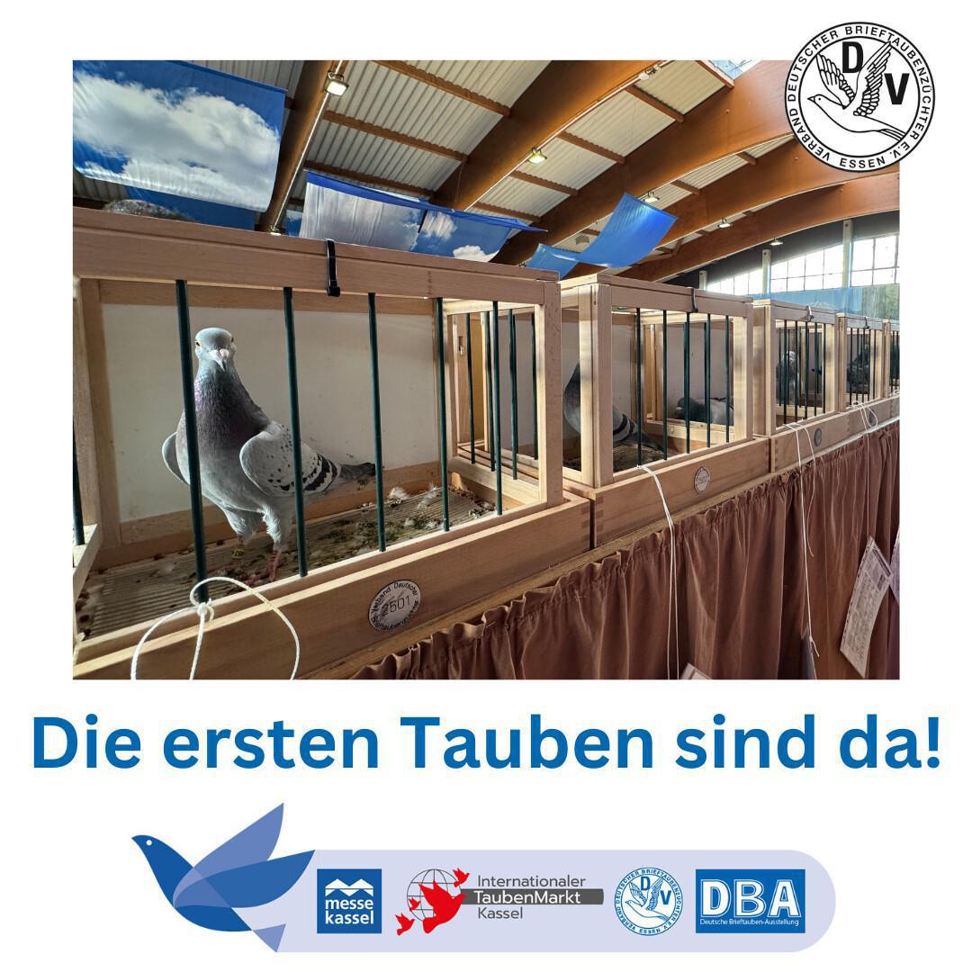 DBA & Taubenmarkt Kassel 2025 