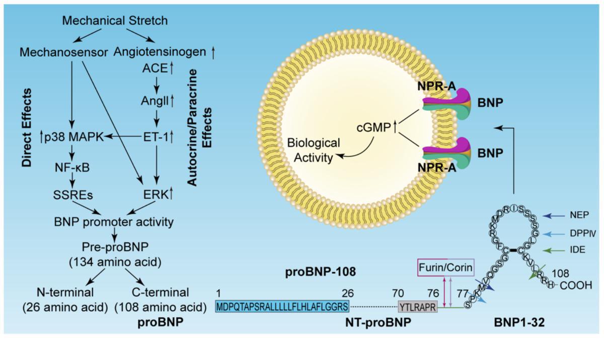 Peptides natriurétiques pour classifier le risque de détection de fibrillation auriculaire après un AVC Peptides natriurétiques pour classifier le risque de détection de fibrillation auriculaire après un AVC