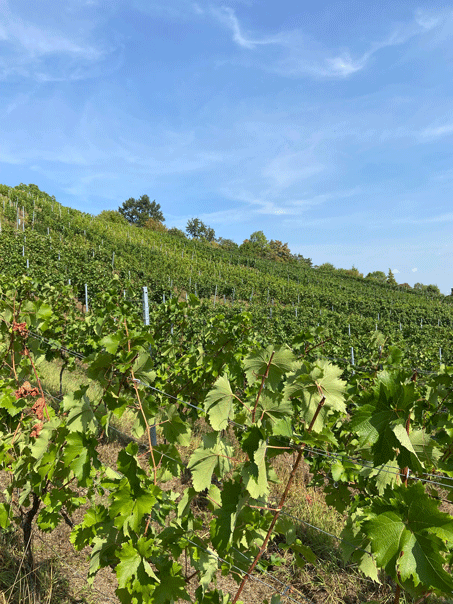 Weinlaube im Brückle - Besenstube / Im Brückle 3, 70839 Gerlingen 