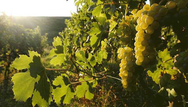 Weinbau u. Besenwirtschaft Nerz / Schlierseestraße 46, 70378 Stuttgart