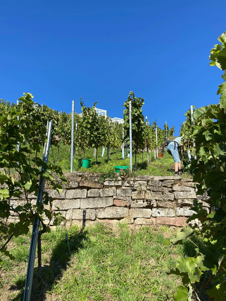 Weinlaube im Brückle - Besenstube / Im Brückle 3, 70839 Gerlingen 