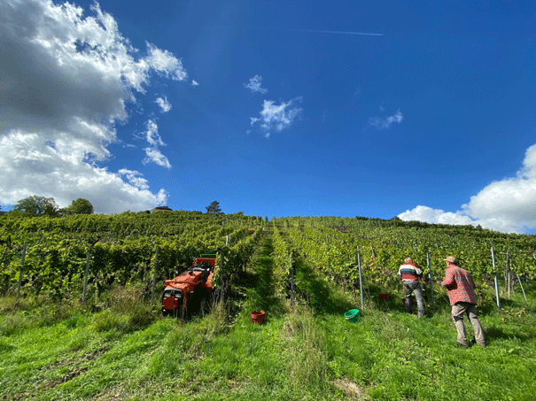 Weinlaube im Brückle - Besenstube / Im Brückle 3, 70839 Gerlingen 