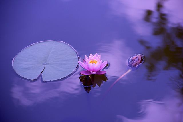 Zen Attitude : 7 conseils pour l’adopter dans sa vie