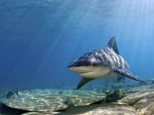 Risque requin : un point d’étape