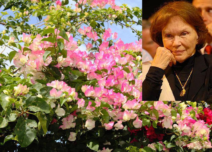 Vingt ans après le passage de Danielle Mitterrand, le Chaudron a-t-il vraiment évolué ?
