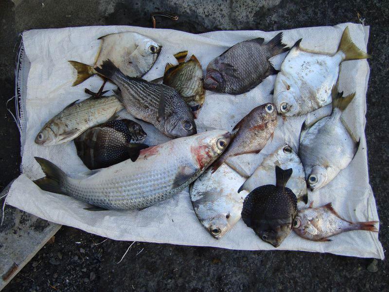 Règles de pêche