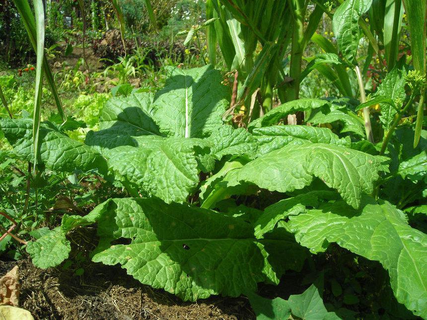Le maire des Avirons ne soutient pas la cause des agriculteurs