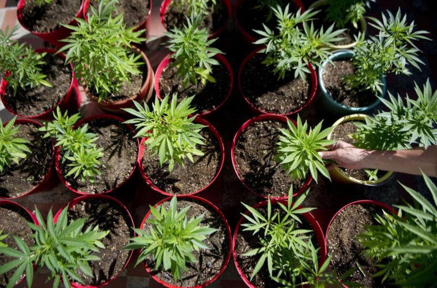 "Le zamal, une filière d'avenir pour La Réunion", Europe Ecologie Les Verts veulent du zamal bio