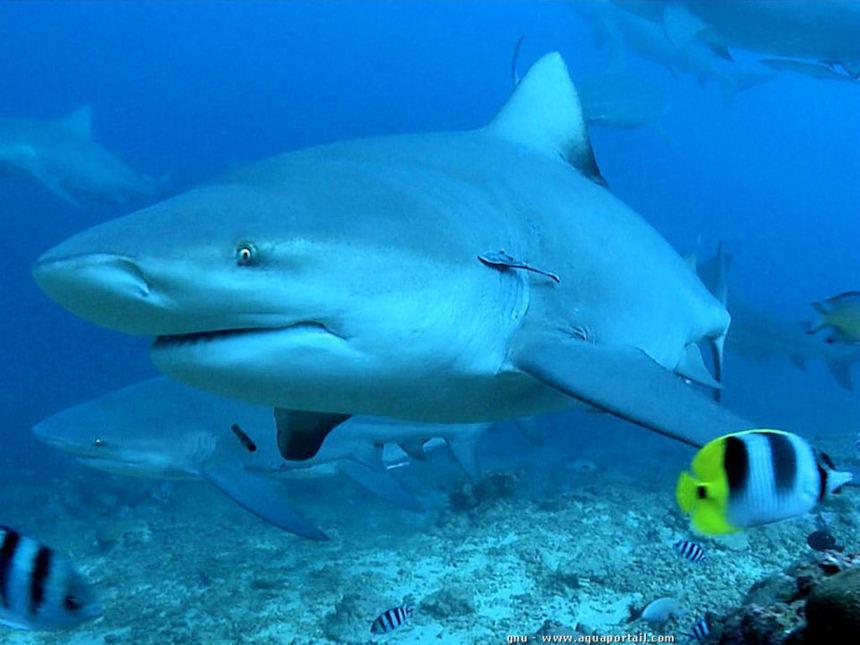 Requin bouledogue (Müller & Heinle 1839) - Carcharhinus leucas