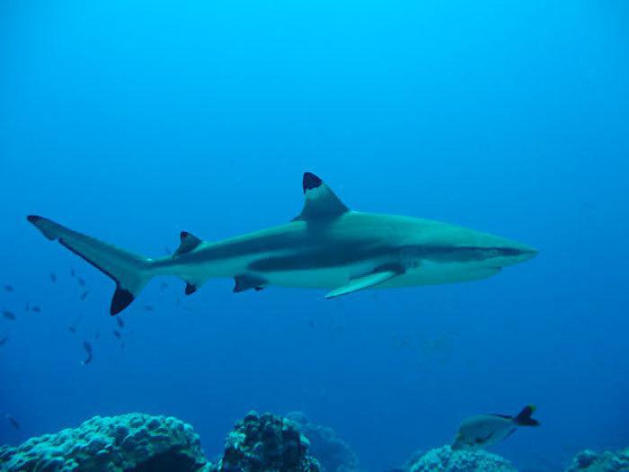 Risque Requin : "Qui de l'utilisateur ou du milieu est à l'origine du malheur de l'autre"