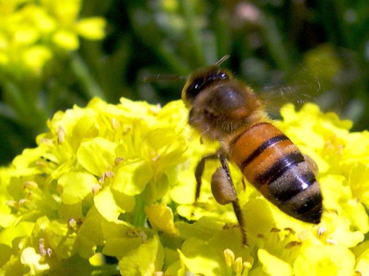 Une pétition pour sauver des abeilles