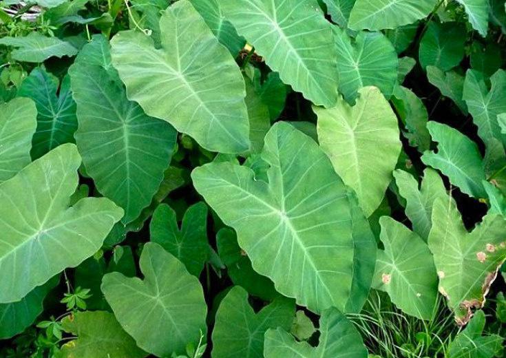Un agriculteur en garde à vue pour avoir planté du géranium sur… sa parcelle