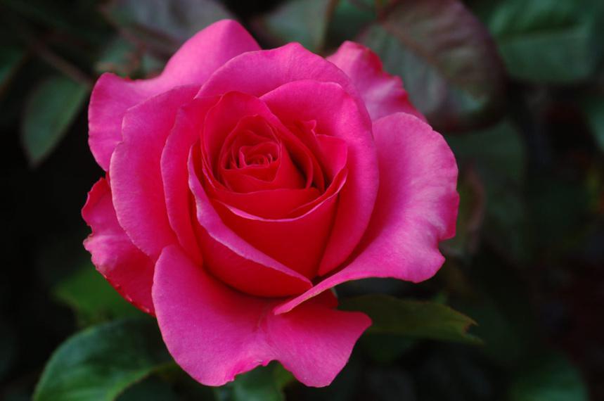 Les bébés naissent dans les roses, surtout pour les couples de même sexe