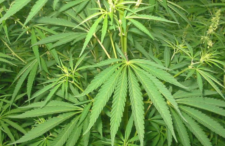 Les médicaments contenant du zamal ou cannabis autorisés, faut-il en avoir peur ?