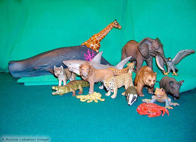 Sanglier = requins ?