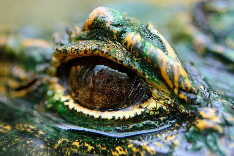 Larmes de crocodile - Fre-do de Vallence