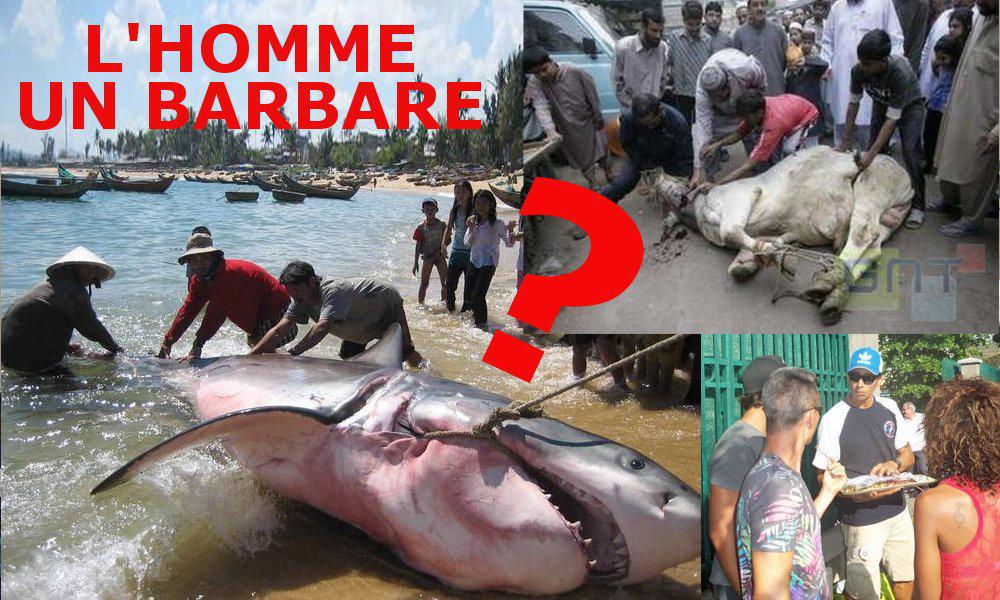 L'homme : un barbare ?