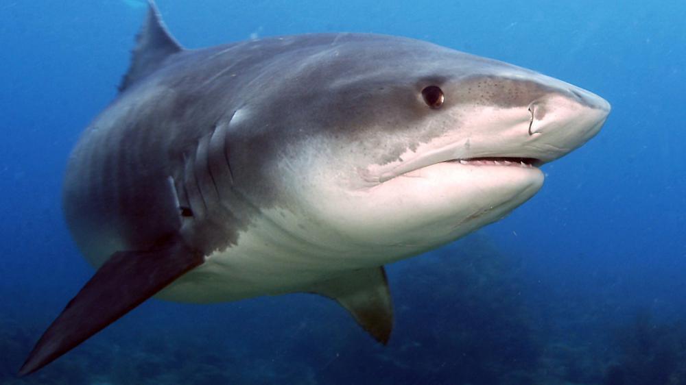 Bilan provisoire du dispositif post-attaque : capture d'un requin tigre
