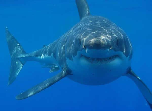 Attaque de requin sur le spot de surf de la Gauche de Saint-Leu