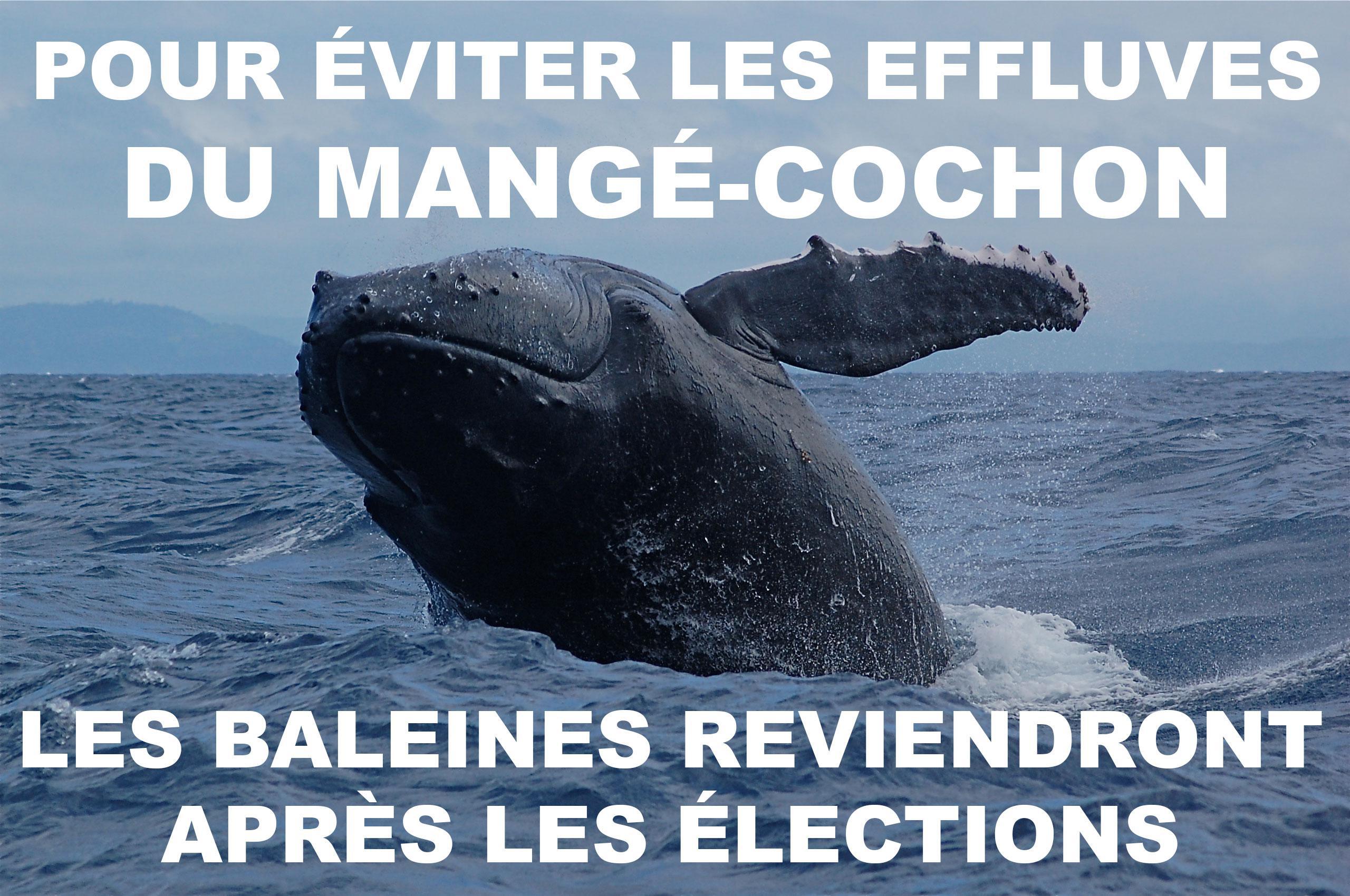 Adieu baleines !