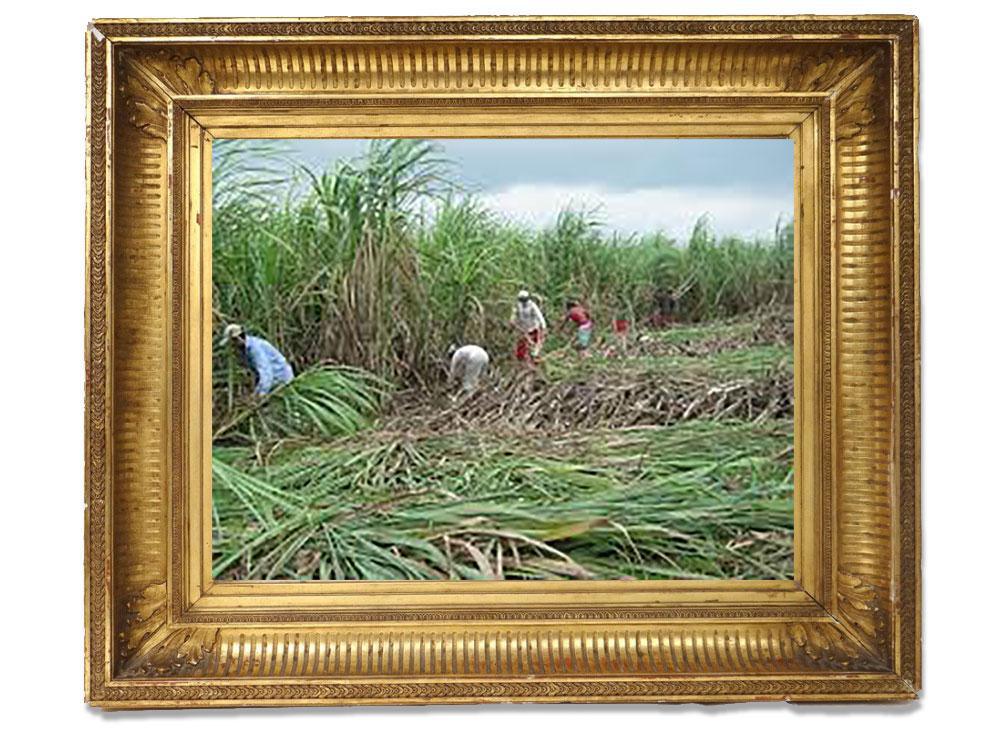 ​Ouverture de la campagne sucrière : que les acteurs de la filière soient soutenus et entendus pour la sauvegarde de la canne réunionnaise !