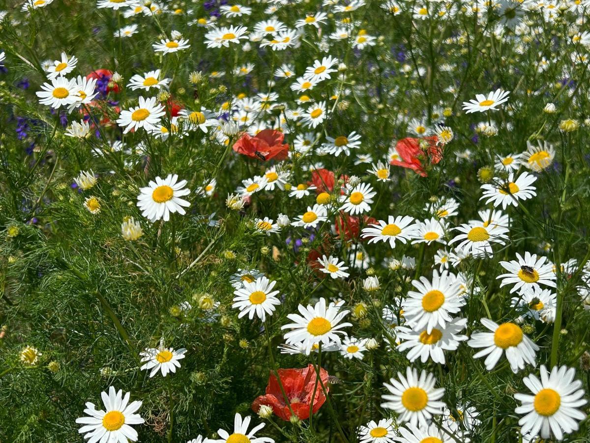 [Orano DS] NAO « Au ras des pâquerettes !!!»