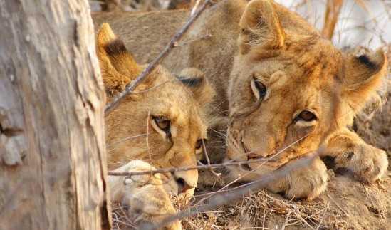 Sud Africa Sud Africa