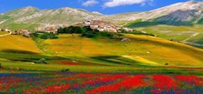 La fioritura di Castelluccio La fioritura di Castelluccio