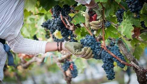 I sapori della vendemmia in Abruzzo